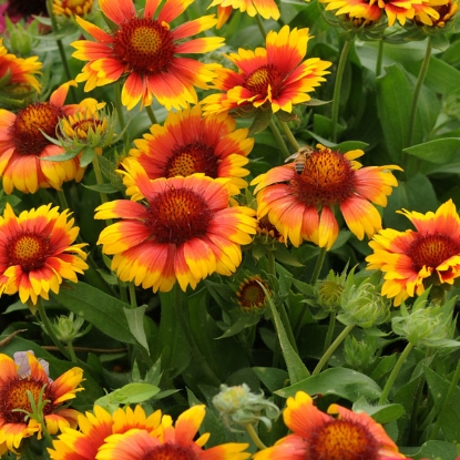 Picture of Gaillardia - Mesa Bicolour F1